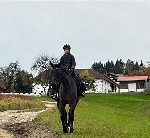 Großes Pferd mit lächelden Reiter auf einer Wiese im Herbst