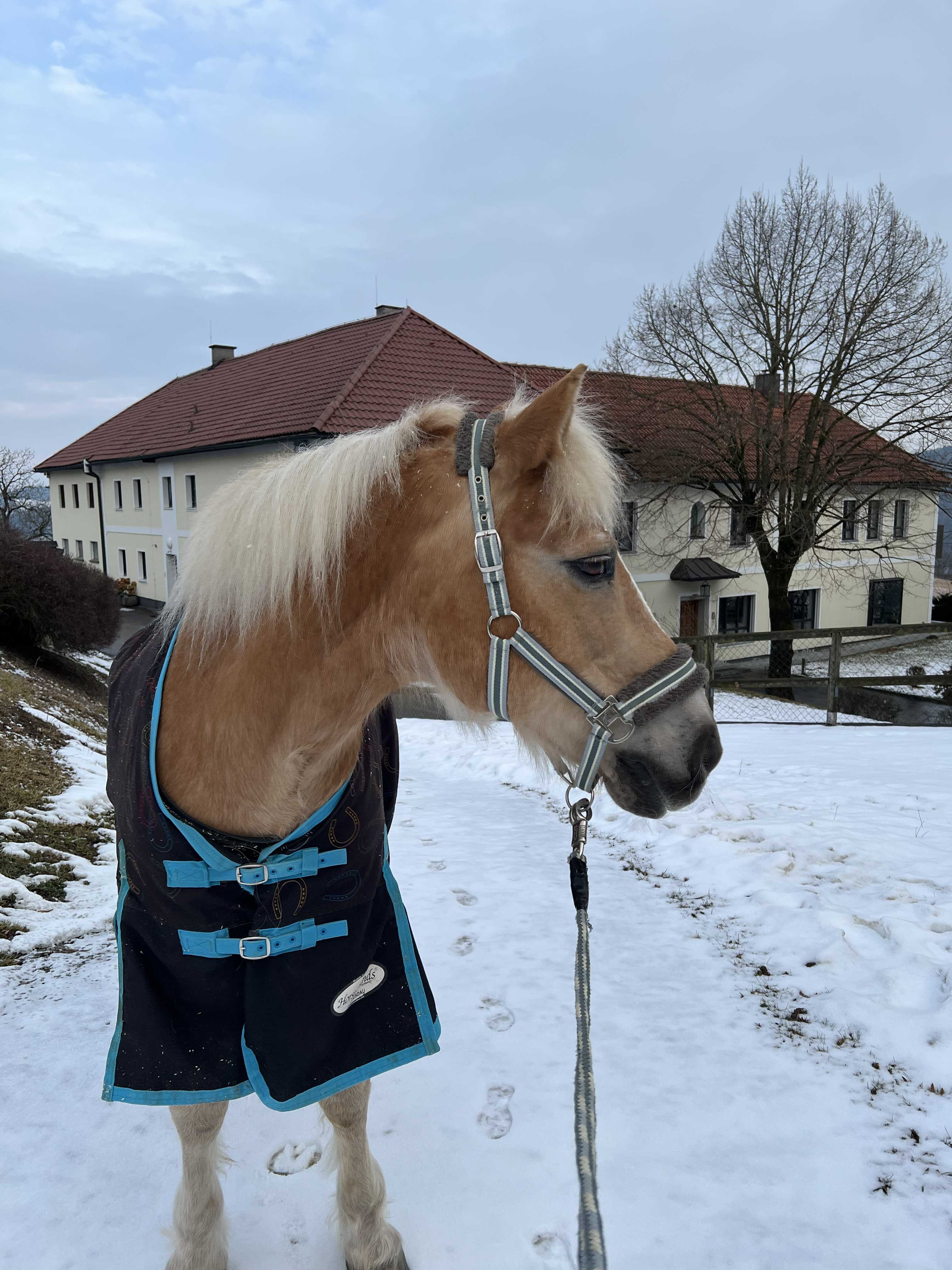 Ein Pferd mit Decke im Winter